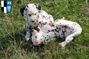 Mehr über den Artikel erfahren Dalmatiner Züchter und Welpen in Kulmbach