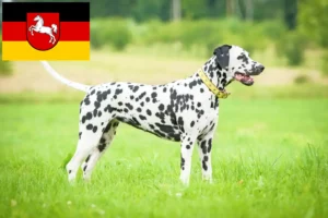 Mehr über den Artikel erfahren Dalmatiner Züchter und Welpen in Niedersachsen