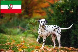 Mehr über den Artikel erfahren Dalmatiner Züchter und Welpen in Nordrhein-Westfalen
