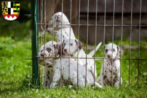 Mehr über den Artikel erfahren Dalmatiner Züchter und Welpen in Oberfranken