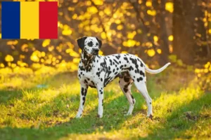 Mehr über den Artikel erfahren Dalmatiner Züchter und Welpen in Rumänien