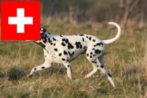 Mehr über den Artikel erfahren Dalmatiner Züchter und Welpen in der Schweiz