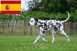 Mehr über den Artikel erfahren Dalmatiner Züchter und Welpen in Spanien