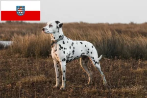 Mehr über den Artikel erfahren Dalmatiner Züchter und Welpen in Thüringen