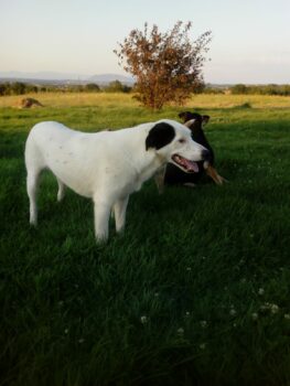 CHICCO