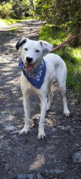 BALU, 1,5 J. alter Familienhund, lieb mit Kindern, Hunden, Katzen