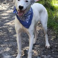 BALU, 1,5 J. alter Familienhund, lieb mit Kindern, Hunden, Katzen
