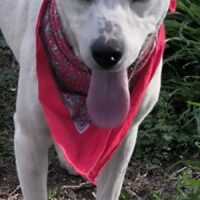 FREA, 1 J. alte, kinderfreundliche Schmusemaus, auch mit Katzen + Hunden verträglich