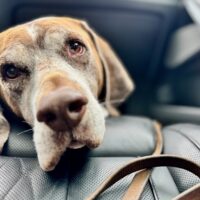 Porto, Rüde - lieb, sozial, versteht sich mit anderen Hunden, Katzen und liebt Mensch und Kind