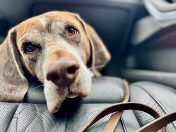 Porto, Rüde - lieb, sozial, versteht sich mit anderen Hunden, Katzen und liebt Mensch und Kind