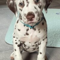 Das perfekte zu Hause wird noch gesucht!