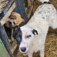 HAILY - ca. 1 Jahr - 40 cm