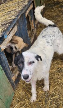 HAILY - ca. 1 Jahr - 40 cm