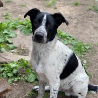 ‼️🐶DRINGEND Körbchen gesuch für KOKOSt🐶‼️