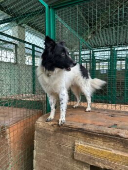 ❌Wer rettet Chak aus der TÖTUNG???❌