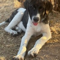 TERA (*03/2025), groß werdendes, sehr anhängliches Hundemädchen, toll mit Kindern, Katzen, Hunden