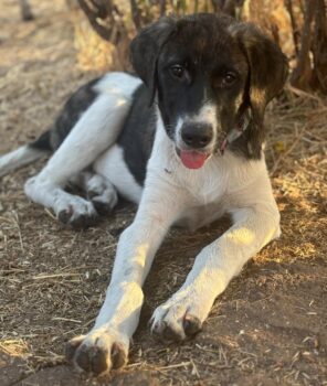 TERA (*03/2025), groß werdendes, sehr anhängliches Hundemädchen, toll mit Kindern, Katzen, Hunden