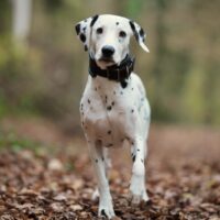 Dalmatiner-Rüde sucht liebevolles Zuhause mit Hundefreund