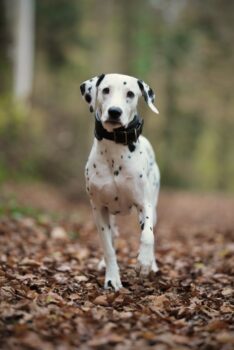 Dalmatiner-Rüde sucht liebevolles Zuhause mit Hundefreund