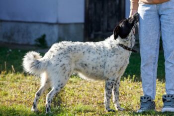 NATASCHKA - versteht sich super mit Katzen