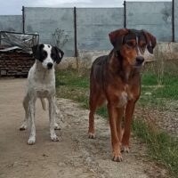 Boby+Billy, auch getrennt zu übernehmen, 2-3 Jahre, schüchtern, verträglich mit Hunden suchen erfahr