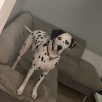 Hunter - geb. 11.12.2022 - sehr lieb, verspielt und verträglich