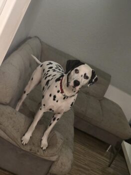 Hunter - geb. 11.12.2022 - sehr lieb, verspielt und verträglich