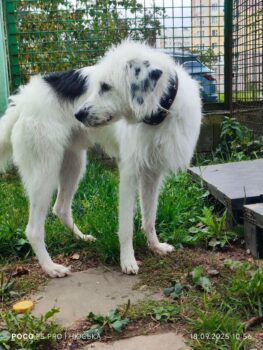 😭Wer rettet Swen???? Wer holt ihn aus der TÖTUNG????😭