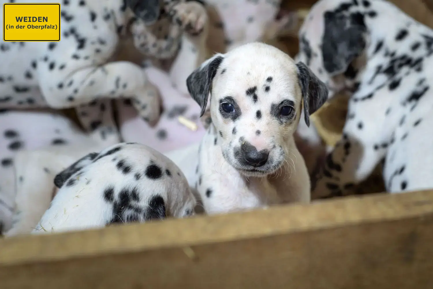 Dalmatiner Welpen und Züchter Weiden in der Oberpfalz Hier findest Du Dalmatiner Züchter in Weiden in der Oberpfalz.