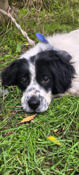 Sanfter MADDOX, wunderschöner Mix-Rüde mit tollem Charakter