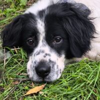 Sanfter MADDOX, wunderschöner Mix-Rüde mit tollem Charakter