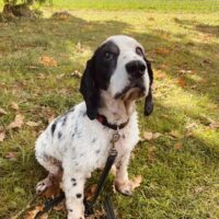 Vejas: Rüde • geb.ca. 2013-2015 • 43cm