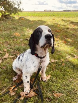 Vejas: Rüde • geb.ca. 2013-2015 • 43cm