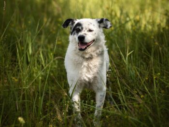 Lyvis Rüde • 45cm • 15kg