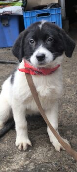 Nessa, süße Maus, sucht Ihr Körbchen