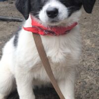 Nessa, süße Maus, sucht Ihr Körbchen