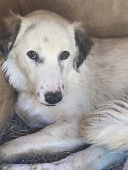 Rüde, ca 4 Jahre (geb. ca 2021), ca 50cm