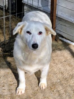 💔 Danaj – leise, unscheinbar, vergessen? 💔