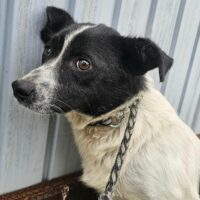 LISA - 45 cm - geb. 06/2021