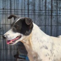 EMILY (~43 cm / 10 kg / geb. 05/2022)