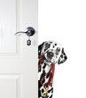 Dalmatian with a leash peeks out from behind the door