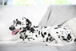 Dalmatian dog sitting on a couch