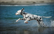 Young Dalmatian dog running through the ocean water