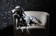 Dalmatian dog in a red bow tie on a white chair in a steel-gray interior. Hard studio lighting. Artistic portrait