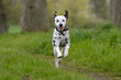Dalmatiner rennt und springt auf einer Wiese