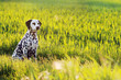 Dalmatiner Hund sitzt in Sommer Wiese