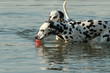 Two dalmatian dogs swimming in water with toy