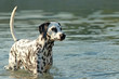 Dalmatian dog bathing in a lake