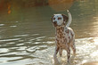 Dalmatian dog standing in a lake in summer