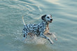 Dalmatian dog running through the water